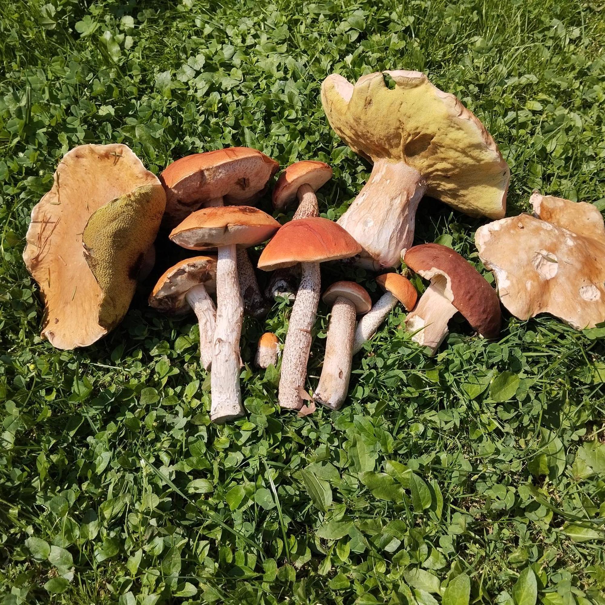 Agroturystyka Chata Za Wsia Uscie Gorlickie Εξωτερικό φωτογραφία